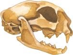 Bobcat2D  Skull Model®