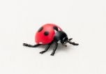 Ladybug Model