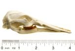 Platypus Skull Replica