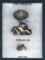 Owl Pellet Dissection Display