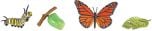 Monarch Butterfly Life Cycle Models Set