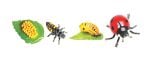 Ladybug Life Cycle Models Set