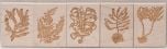 Marine Algae Rubber Stamp Collection (Discounted Set of 5 Stamps)