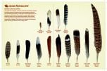 North American Bird Feather Replicas® Set: Birds I