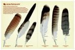 North American Bird Feather Replicas® Set: Birds Of Prey I