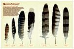 North American Bird Feather Replicas® Set: Birds Of Prey II