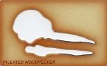 Woodpecker (Pileated) Trace-A-Skull® Template
