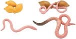 Earthworm Life Cycle Models Set