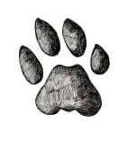 Bobcat Track Stamp (Front Right Foot)