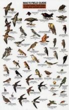 Mac's Field Guide® to Southern California Park and Garden Birds (Laminated)