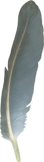 North American Bird Feather Replicas® Set: Wetland &amp; Seashore Birds