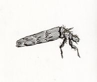Caddisfly Larva Rubber Stamp (Aquatic Macroinvertebrate Stamp Series)