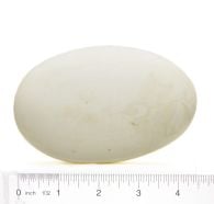 Kiwi (Brown) Egg Replica