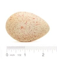 Turkey (Wild) Egg Replica