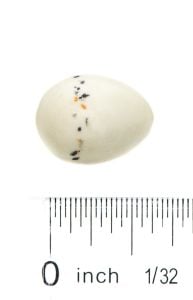 Finch (House) Egg Replica
