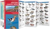 Western Coastal Birds (Pocket Naturalist® Guide)