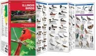 Illinois Birds (Pocket Naturalist® Guide)