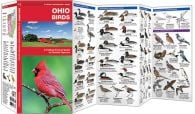 Ohio Birds (Pocket Naturalist® Guide)