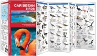 Caribbean Birds (Pocket Naturalist® Guide)