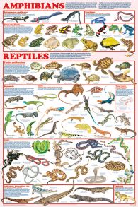 Amphibians & Reptiles (Laminated Poster)