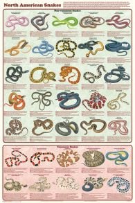 North American Snakes (Laminated Poster)