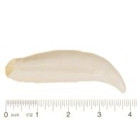 Orca Canine Tooth Replica