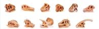 Mini Dinosaur Skulls Model Set