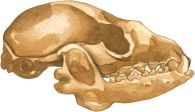 Fox 2D Skull Model®
