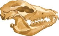 Opossum 2D Skull Model®