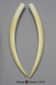 Walrus Tusk Replicas (Matched Pair)