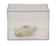 Feline Skull Collection with Discounted Museum Display Cases