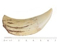 Whale (Sperm) Tooth Replica