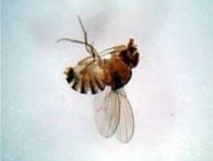 Fruit fly , whole mount (prepared microscope slide)