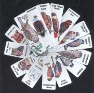 Birds of Prey Keychain Identification Guide