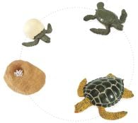 Sea Turtle (Green) Life Cycle Models Set