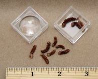 Math in Nature: Fibonacci Numbers Discovery Kit® (Supplemental Male Pine Cones)