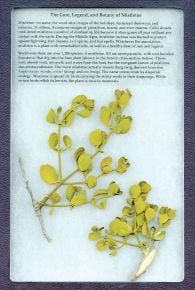 Plant Parasites Display: The Lore, Legend, and Botany of Mistletoe