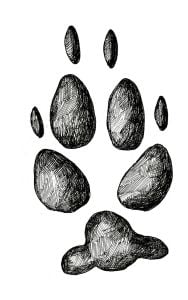 Coyote Track Stamp (Rear Right Foot)