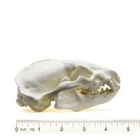 Details about   Badger Skull Authentic Montana Badger Skull 