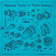 Turquoise Track Scarf (Acorn Naturalists' Identification Bandana)