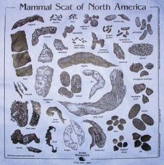 Chambray (Denim Blue) Scat Scarf (Acorn Naturalists' Identification Bandana)
