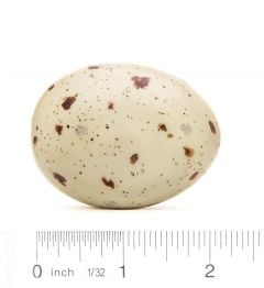 Murrelet (Marbled) Egg Replica