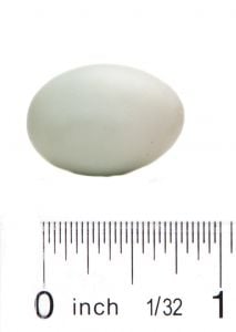 Bluebird Egg Replica