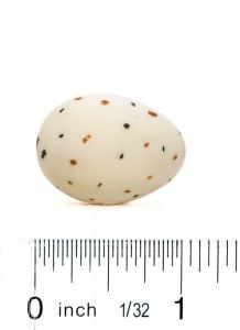 Meadowlark Egg Replica