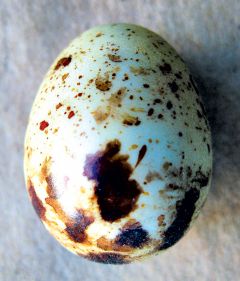 Mockingbird Egg Replica.