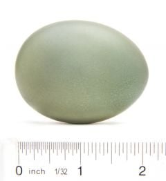 Egret (Great) Egg Replica