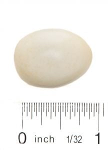 Starling (European) Egg Replica