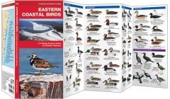 Eastern Coastal Birds (Pocket Naturalist® Guide).