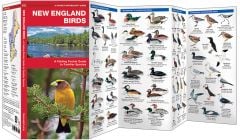 New England Birds (Pocket Naturalist® Guide).