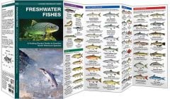 Freshwater Fishes (Pocket Naturalist® Guide).